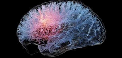 Forscher finden genetischen Schalter für Intelligenz im Gehirn